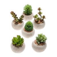 6x Artificial plant Vetplanten - Mix incl. decorative concrete pot