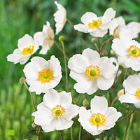 Autumn anemone Anemone 'Honorine Jobert' - Organic white - Hardy plant