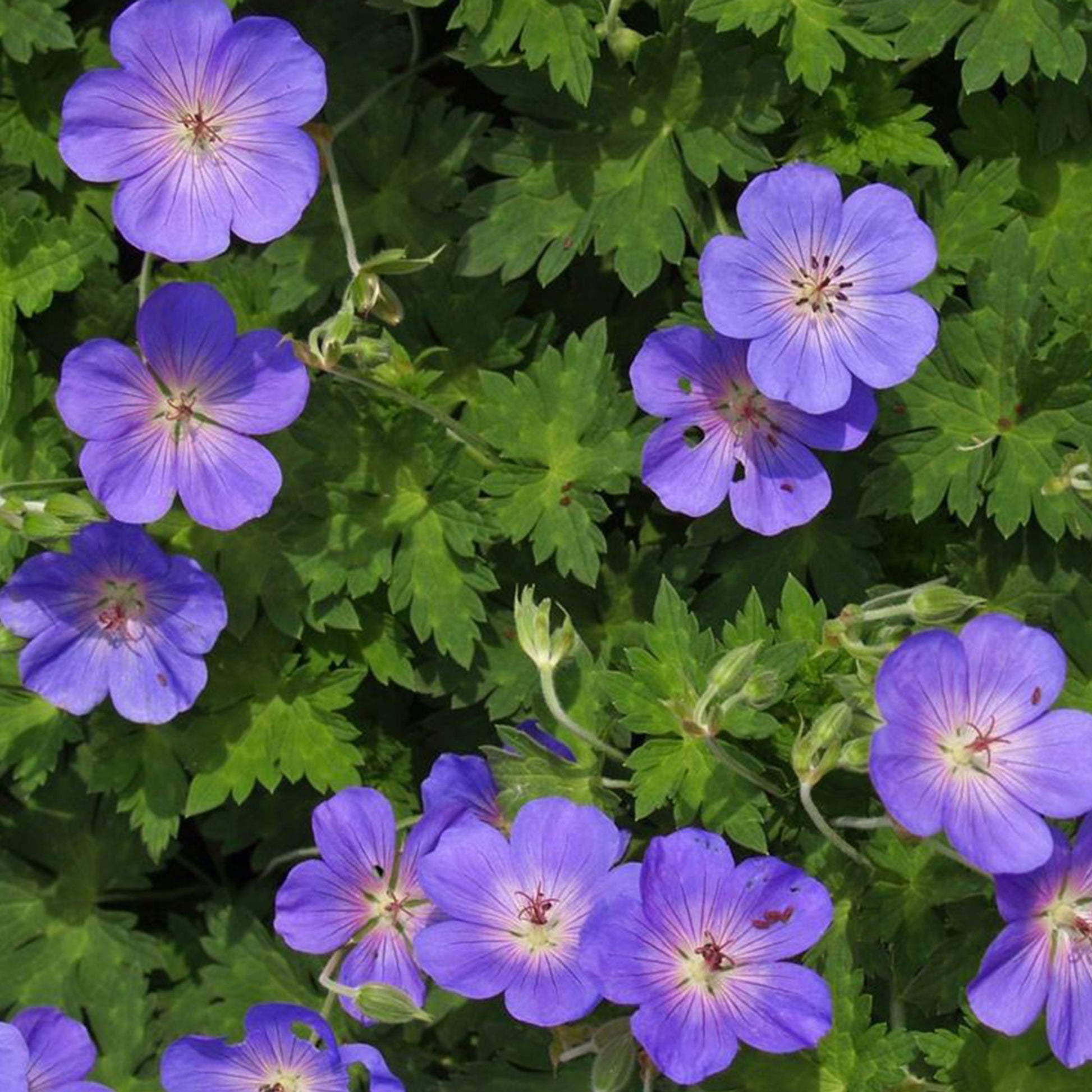 Image: https://en-gb.bakker.com/cdn/shop/products/53430-00-BAKIE.jpg?v=1641427655&width=1946 Buy hardy perennial Cranesbill Geranium Rozanne - Organic blue - Hardy  plant  Bakkercom