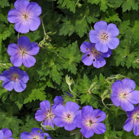 Cranesbill Geranium 'Rozanne' - Organic blue - Hardy plant