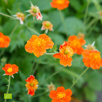 Avens Geum 'Borisii' - Organic orange - Hardy plant