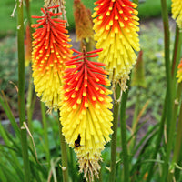 Red-hot poker Kniphofia uvaria - Organic orange-yellow - Hardy plant