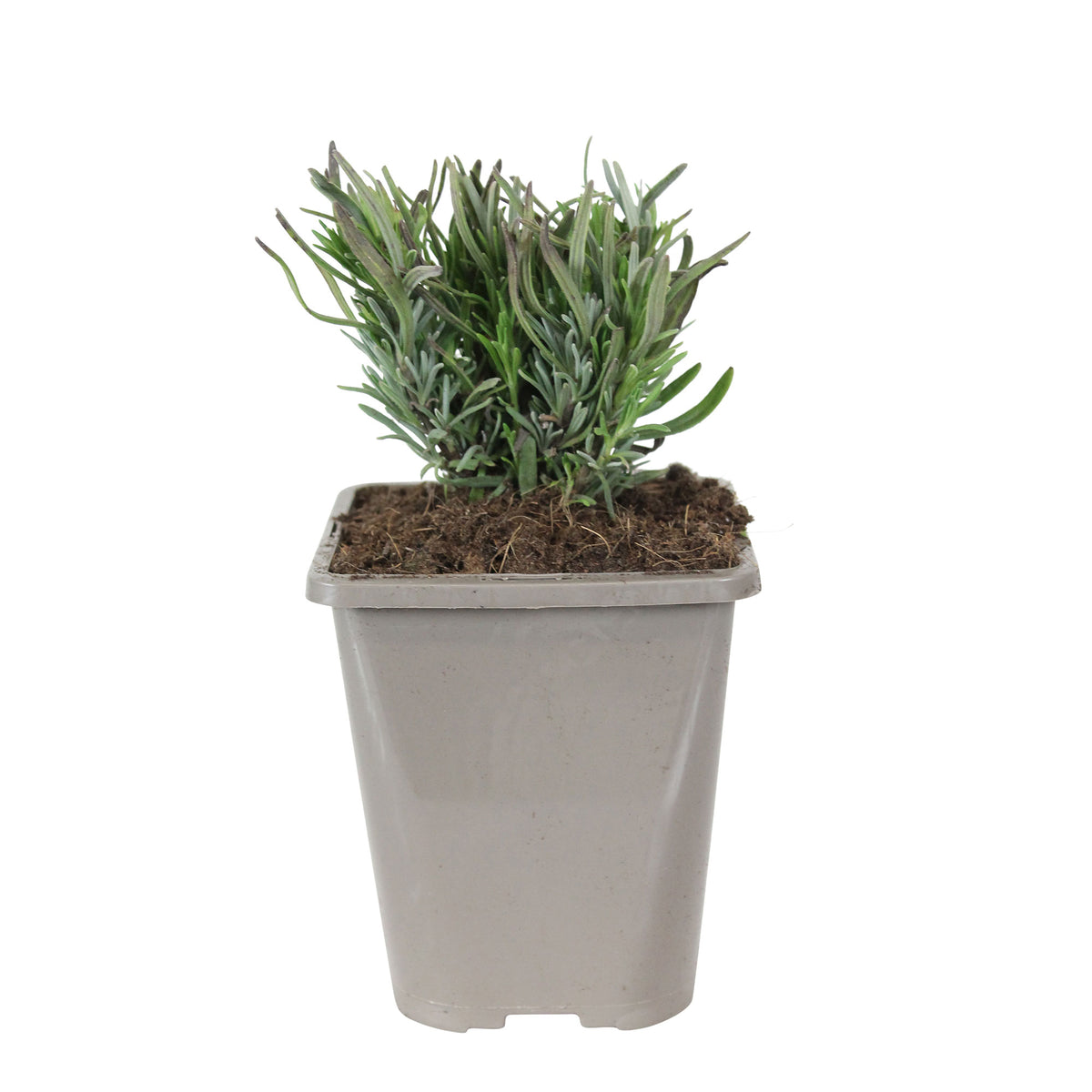 Lavender Lavandula 'Rosea' - Organic pink - Hardy plant