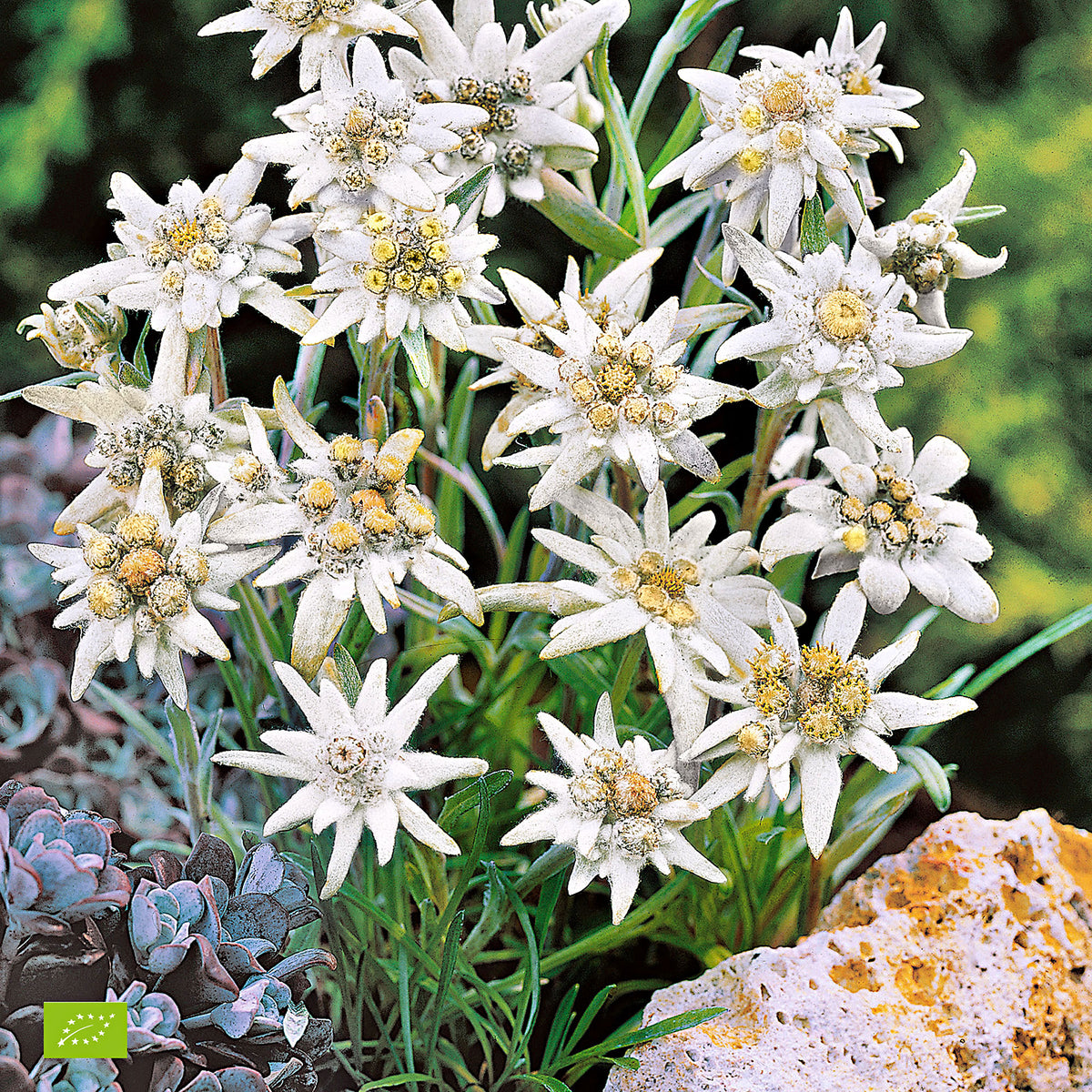 Edelweiss Leontopodium alpinum - Organic white - Hardy plant