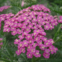Yarrow Achillea millefolium 'Pretty Belinda' - Organic pink - Hardy plant