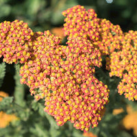 Yarrow Achillea 'Walther Funcke' - Organic orange - Hardy plant