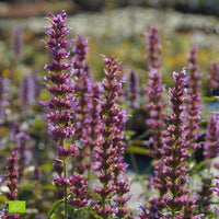 Giant hyssop Agastache 'Ayala' - Organic purple - Hardy plant