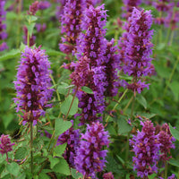 Giant hyssop Agastache 'Blue Boa' - Organic purple - Hardy plant