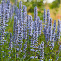 Giant hyssop Agastache 'Blue Fortune' - Organic violet blue - Hardy plant
