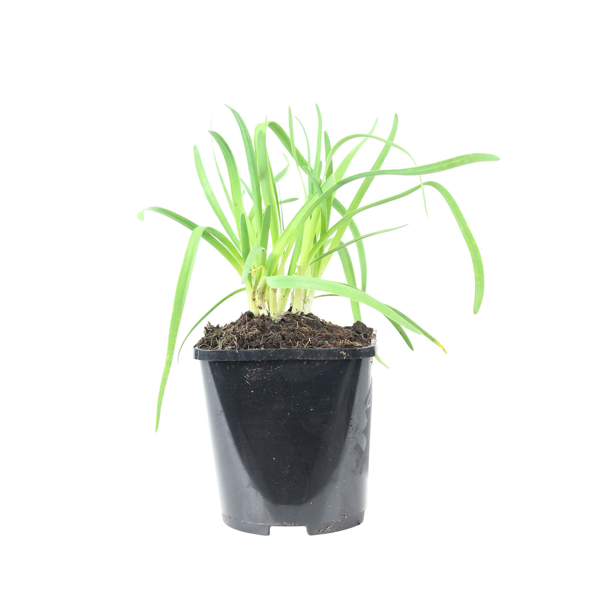Chives Allium senescens - Organic pink