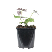 Autumn anemone Anemone 'Robustissima' - Organic pink - Hardy plant