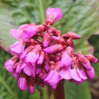 Bergenia 'Eroica' Pink - Bio - Hardy plant