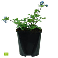 Brunnera 'Alexanders Great' Blue - Bio - Hardy plant