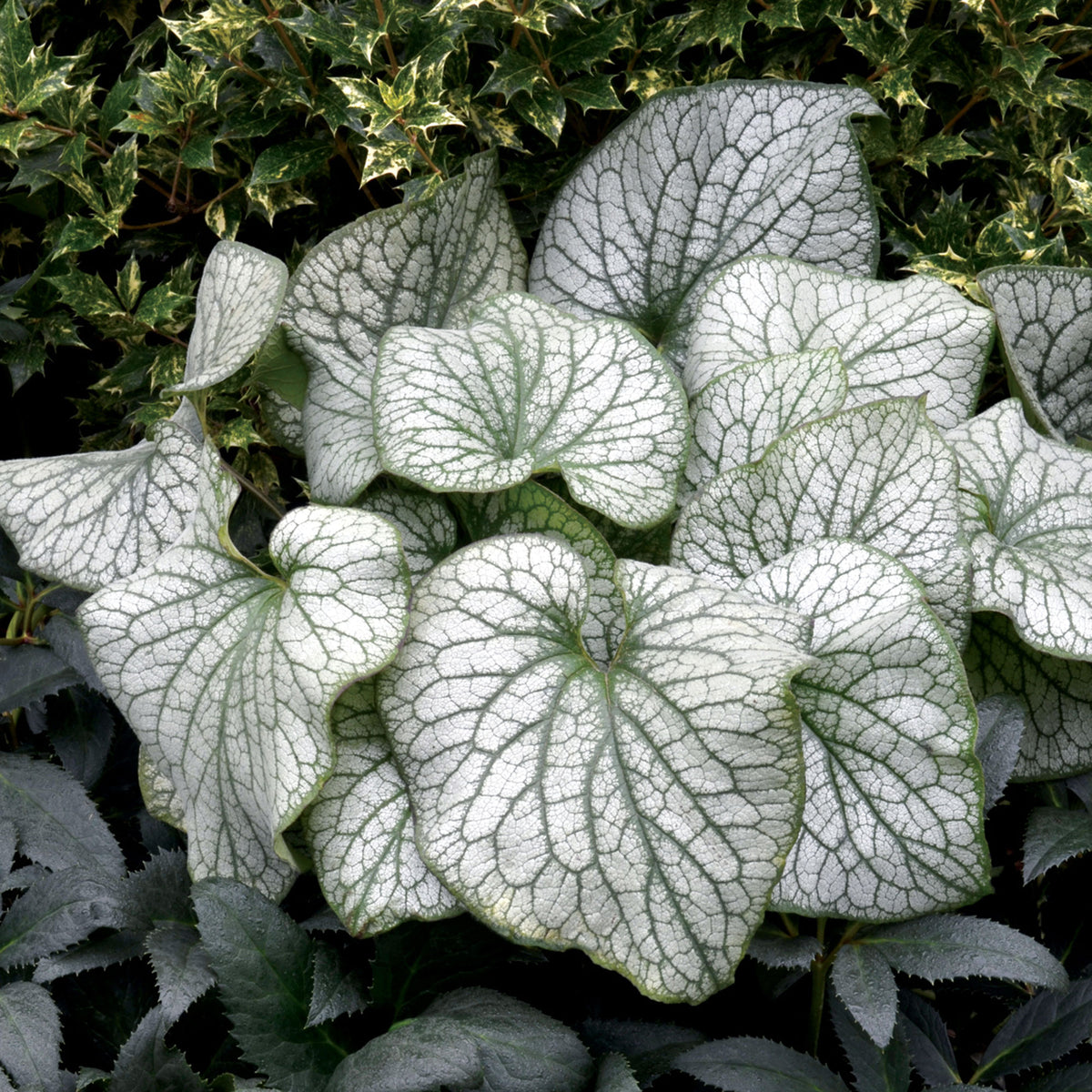 Brunnera 'Alexanders Great' Blue - Bio - Hardy plant
