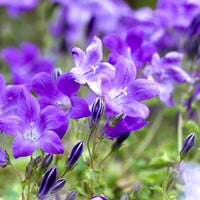 Serbian bellflower Campanula portenschlagiana - violet-blue - organic