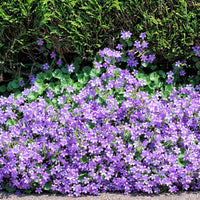 Serbian bellflower Campanula portenschlagiana - violet-blue - organic