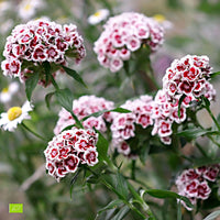 Sweet William Dianthus 'Diabunda' - Organic purple-white - Hardy plant