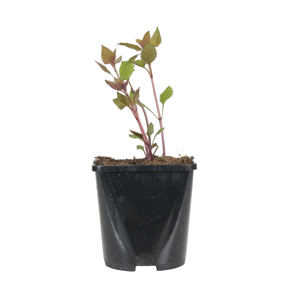Hemp agrimony Eupatorium 'Chocolate' - Organic brown-white - Hardy plant