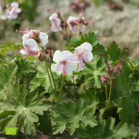 Cranesbill Geranium 'Biokovo' White-Pink - Bio - Hardy plant