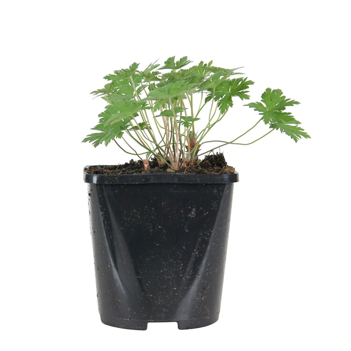 Cranesbill Geranium 'Johnson's Blue' - Organic blue - Hardy plant