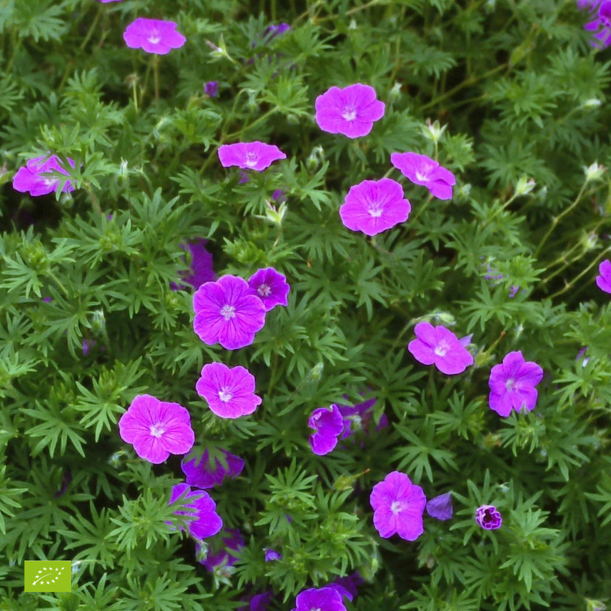 Bloody geranium Geranium sanguineum - Organic pink - Hardy plant