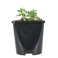 Bloody geranium Geranium sanguineum - Organic pink - Hardy plant