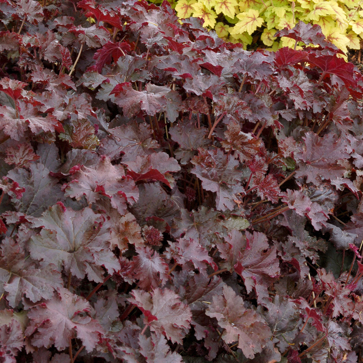 Coral Bells Heuchera 'Chocolate Ruffles' - Organic red-brown - Hardy plant