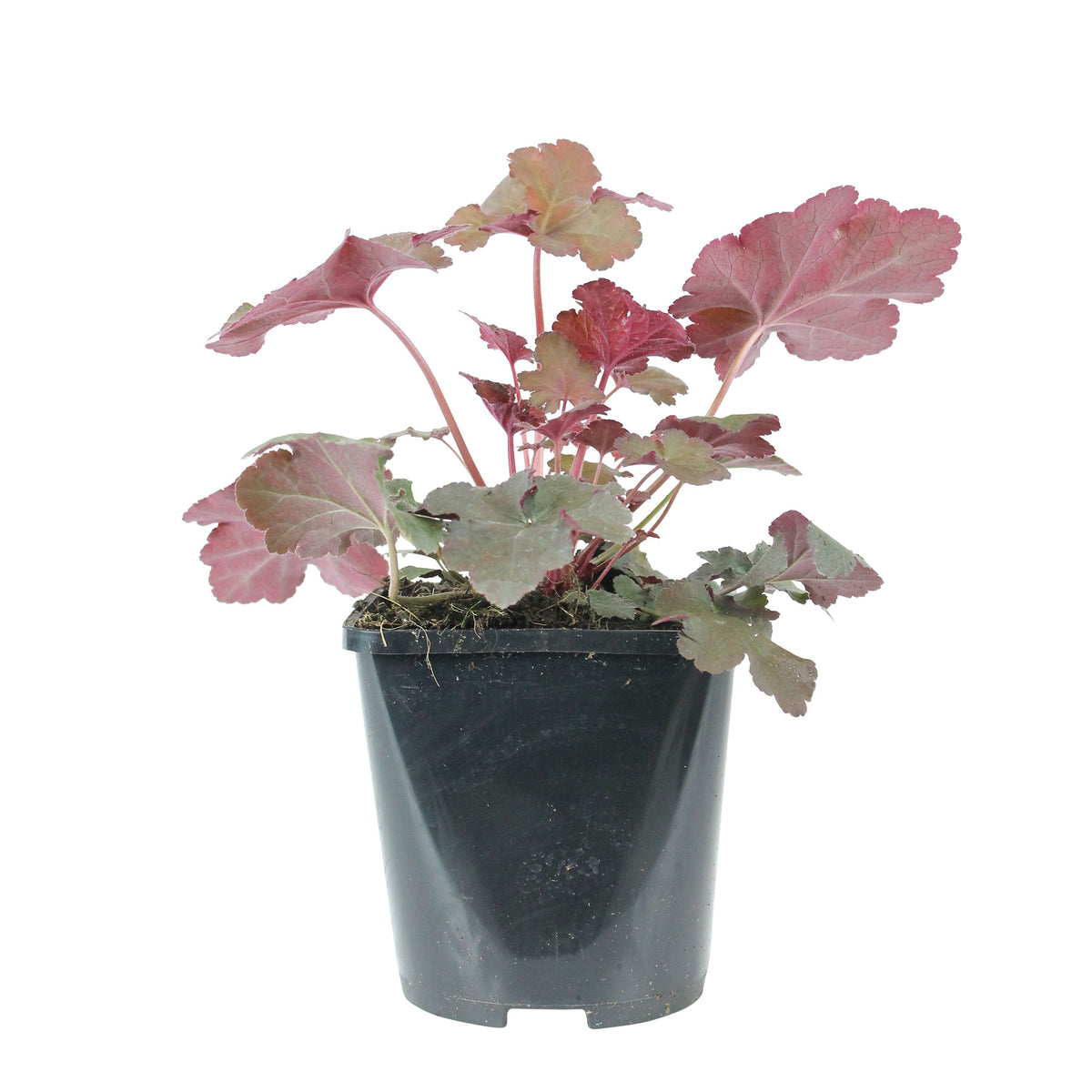 Coral Bells Heuchera 'Chocolate Ruffles' - Organic red-brown - Hardy plant