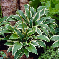 Hosta 'Queen Josephine' Green - Bio - Hardy plant