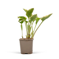 Hosta 'Queen Josephine' Green - Bio - Hardy plant