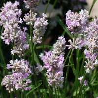 Lavender Lavandula 'Rosea' - Organic pink - Hardy plant