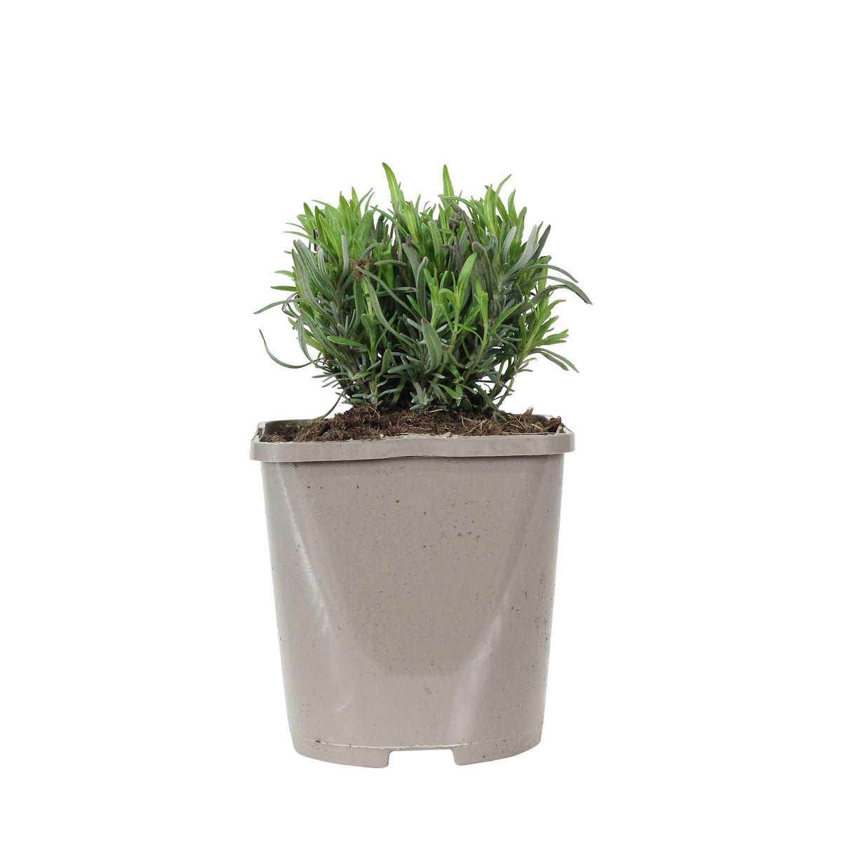 Lavender Lavandula 'Rosea' - Organic pink - Hardy plant