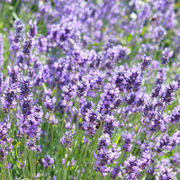 Lavender Lavandula 'Hidcote' - Organic purple - Hardy plant