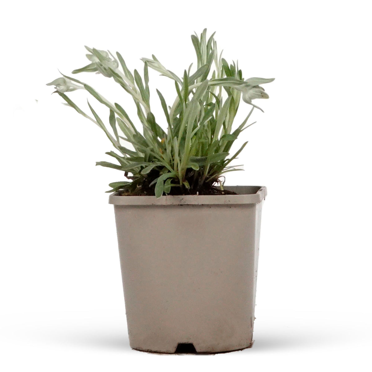 Edelweiss Leontopodium alpinum - Organic white - Hardy plant