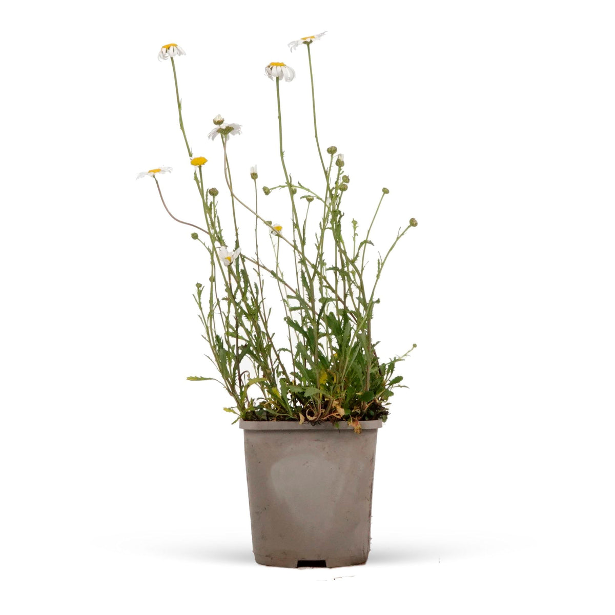 Daisy Leucanthemum 'Maikoningin' - Organic white-yellow - Hardy plant