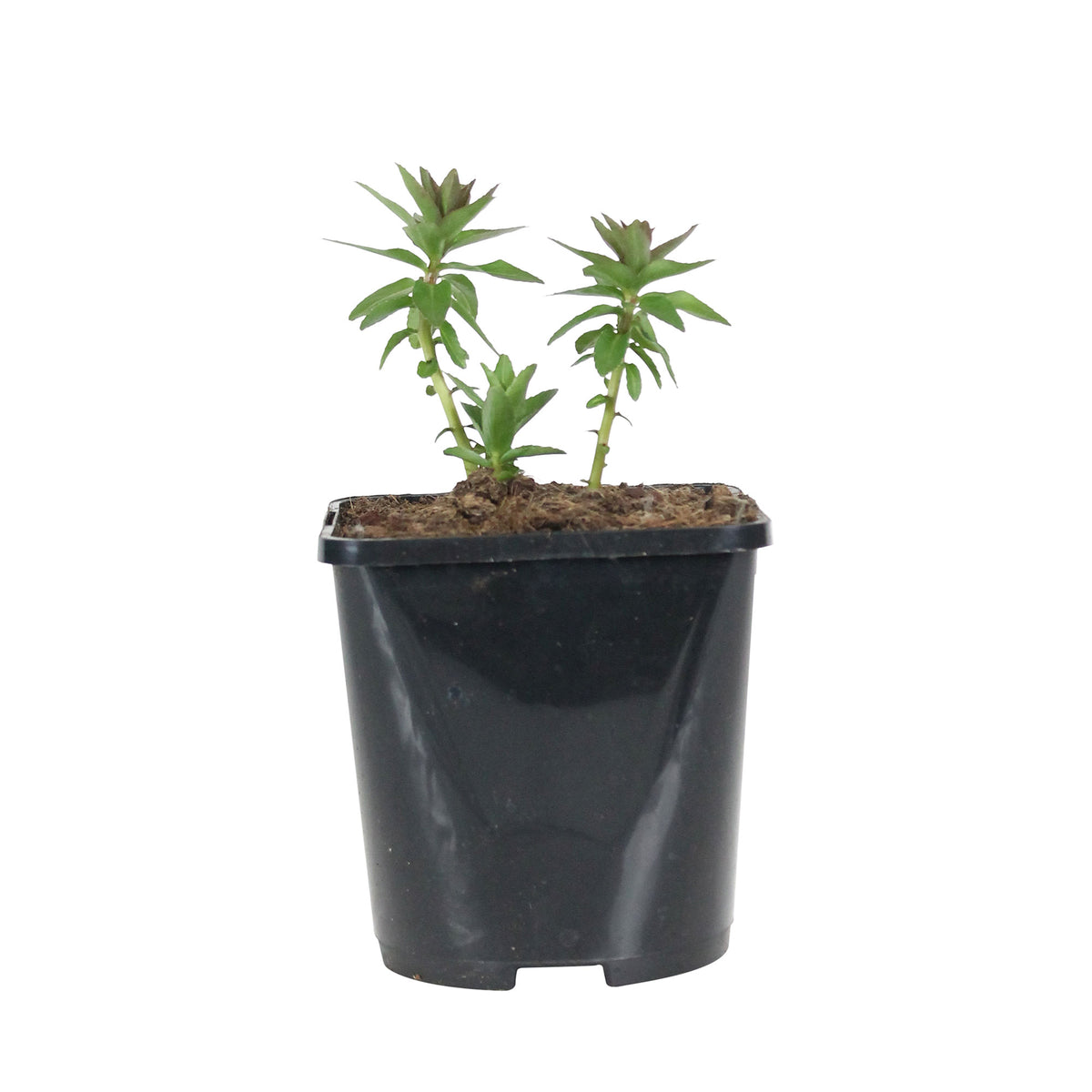 Water lobelia sessilifolia - Organic blue-purple - Hardy plant