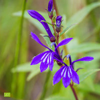 Water lobelia sessilifolia - Organic blue-purple - Hardy plant