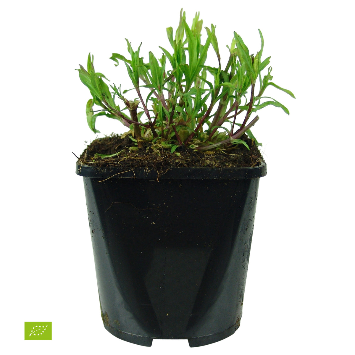 Cuckoo flower Lychnis 'Petit Henri' - Organic white - Hardy plant