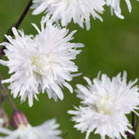 Cuckoo flower Lychnis 'Petit Henri' - Organic white - Hardy plant