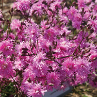 Cuckoo flower Lychnis 'Petite Jenny' - Organic pink - Hardy plant