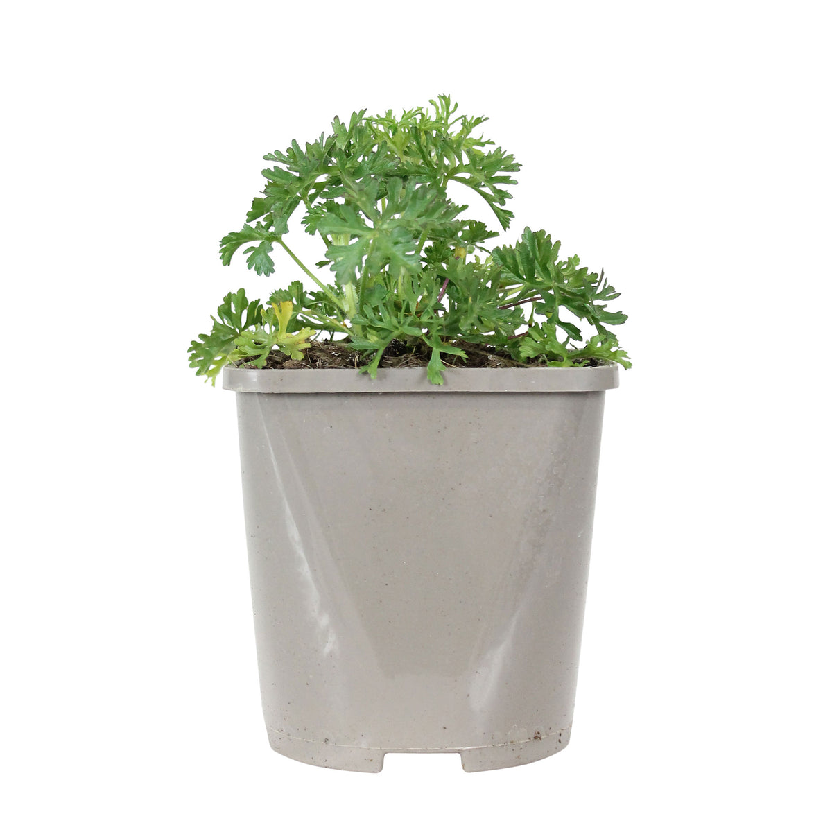 Mallow Malva moschata 'Alba' - Organic white - Hardy plant
