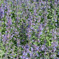 Catmint Nepeta 'Walker's Low' Purple - Bio - Hardy plant