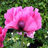 Oriental poppy Papaver 'Pink Perfection' - Organic pink - Hardy plant