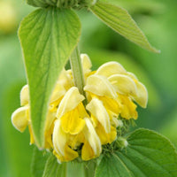 Turkish sage Phlomis russeliana - Organic yellow - Hardy plant