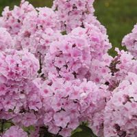 Phlox Phlox paniculata 'Charlotte' - Organic pink - Hardy plant