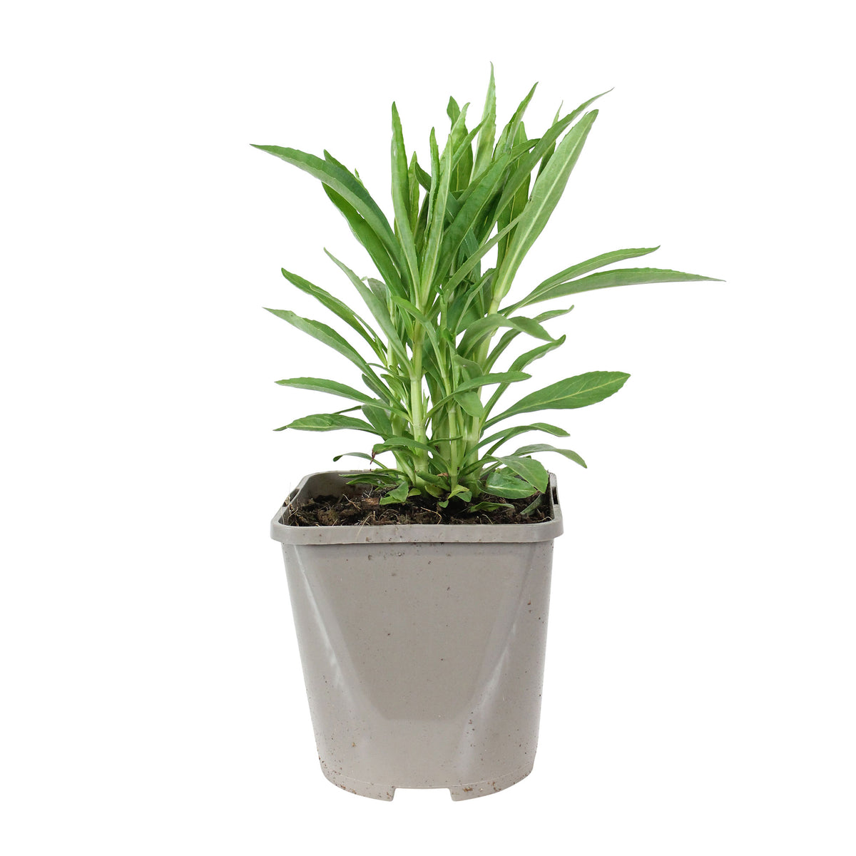 Obedient plant Physostegia virginiana 'Alba' - Organic white - Hardy plant