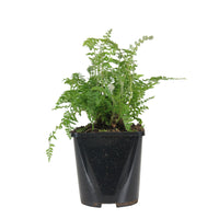 Soft shield fern Polystichum setiferum 'Herrenhausen'  Green - Bio - Hardy plant