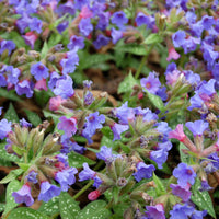 Lungwort Pulmonaria 'Trevi Fountain' Purple - Bio - Hardy plant