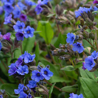 Lungwort Pulmonaria 'Blue Ensign' Blue-Pink - Bio - Hardy plant