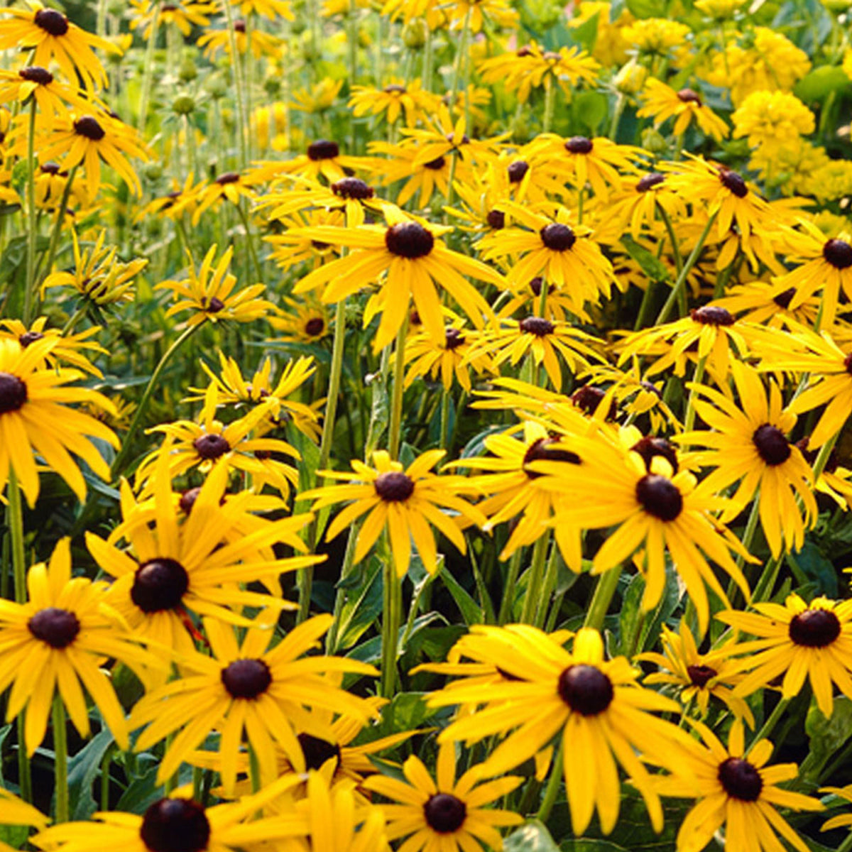 Coneflower Rudbeckia 'Goldsturm' - Organic yellow - Hardy plant